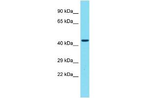 Host: Rabbit Target Name: GPR173 Sample Type: 721_B Whole Cell lysates Antibody Dilution: 1.