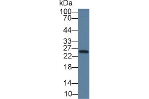 Western Blot; Sample: Human Hela cell lysate; Primary Ab: 6µg/ml Mouse Anti-Human TK1 Antibody Second Ab: 0.