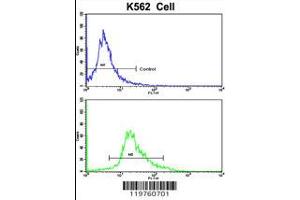 Flow cytometric analysis of K562 cells using CCRN4L Antibody (bottom histogram) compared to a negative control cell (top histogram). (CCRN4L Antikörper  (C-Term))