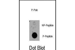 Dot blot analysis of anti-RPS6KA1-p Pab (R) on nitrocellulose membrane. (RPS6KA1 Antikörper  (pThr359))
