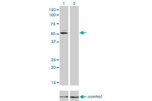 Western blot analysis of GSR over-expressed 293 cell line, cotransfected with GSR Validated Chimera RNAi (Lane 2) or non-transfected control (Lane 1). (Glutathione Reductase Antikörper  (AA 413-522))