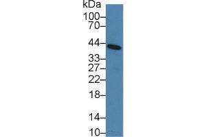 Western Blotting (WB) image for anti-CD276 (CD276) (AA 47-213) antibody (ABIN7442465)