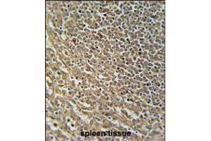 RASAL3 Antibody immunohistochemistry analysis in formalin fixed and paraffin embedded human spleen tissue followed by peroxidase conjugation of the secondary antibody and DAB staining. (RASAL3 Antikörper  (C-Term))