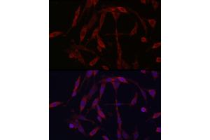 Immunofluorescence (IF) image for anti-Kinesin Family Member 5A (KIF5A) (AA 933-1032) antibody (ABIN1680589)