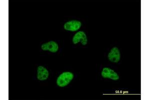 Immunofluorescence of purified MaxPab antibody to SFRS12 on HeLa cell. (SFRS12 Antikörper  (AA 1-508))
