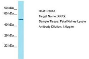 XKRX Antikörper  (AA 87-136)