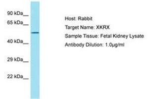 Image no. 1 for anti-XK, Kell Blood Group Complex Subunit-Related, X-Linked (XKRX) (AA 87-136) antibody (ABIN6750815) (XKRX Antikörper  (AA 87-136))