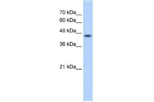 WB Suggested Antibody Titration:  2. (POFUT2 Antikörper  (C-Term))