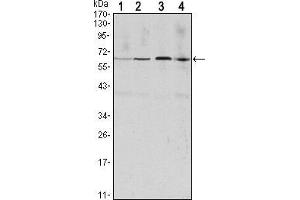 Western blot analysis using CCNB1 mouse mAb against Hela (1), Jurkat (2), K562 (3) and PC-12 (4) cell lysate. (Cyclin B1 Antikörper)