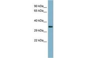 Image no. 1 for anti-Mucin 15, Cell Surface Associated (MUC15) (AA 215-264) antibody (ABIN6741755) (MUC15 Antikörper  (AA 215-264))