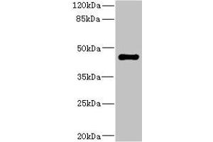 Western blot All lanes: STRADA antibody IgG at 1. (STRADA Antikörper  (AA 25-210))