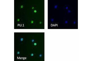 Immunofluorescence (IF) image for anti-Spleen Focus Forming Virus (SFFV) Proviral Integration Oncogene Spi1 (SPI1) antibody (ABIN2666294)