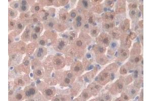 Detection of HPSE in Mouse Liver Tissue using Polyclonal Antibody to Heparanase (HPSE) (HPSE Antikörper  (AA 280-412))
