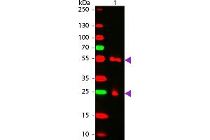WBM - MOUSE IgG [H&L] Antibody CY5 Conjugated Pre-adsorbed Western Blot of Cy5 conjugated Goat anti-Mouse IgG Pre-adsorbed secondary antibody. (Ziege anti-Maus IgG Antikörper (Cy5) - Preadsorbed)