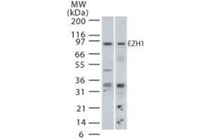 Image no. 1 for anti-Enhancer of Zeste Homolog 1 (EZH1) (AA 350-400) antibody (ABIN208437) (EZH1 Antikörper  (AA 350-400))