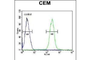 Flow cytometric analysis of CEM cells (right histogram) compared to a negative control cell (left histogram). (ATP6V0A4 Antikörper  (AA 235-261))