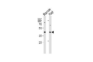 Western blot analysis of lysates from Ramos,RajI cell line (from left to right),using p47 phox Antibody (Ab-304)(ABIN483362 and ABIN1532746). (NCF1 Antikörper)