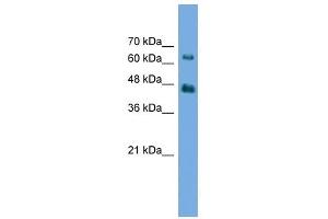 AGK antibody used at 0. (Acylglycerol Kinase Antikörper  (N-Term))