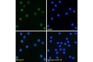 Immunofluorescence staining of fixed mouse splenocytes with anti-Tim-4 antibody 5G3. (Rekombinanter TIMD4 Antikörper)