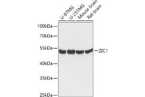 Western blot analysis of extracts of various cell lines, using ZIC1 antibody (ABIN7271537) at 1:1000 dilution. (ZIC1 Antikörper  (AA 120-210))