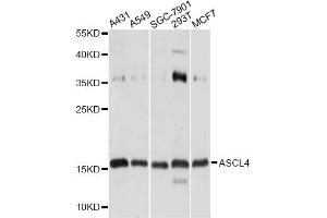 Western blot analysis of extracts of various cell lines, using ASCL4 antibody. (ASCL4 Antikörper)