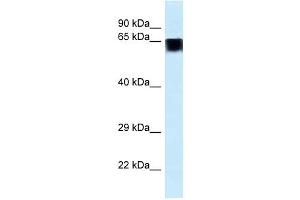 Western Blot showing FAM161A antibody used at a concentration of 1.