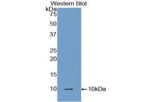 Detection of Recombinant C5a, Mouse using Polyclonal Antibody to Complement Component 5a (C5a) (C5A Antikörper  (AA 679-755))