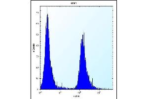 SERPINE1 Antibody (Center) (ABIN656843 and ABIN2846050) flow cytometric analysis of  cells (right histogram) compared to a negative control cell (left histogram). (PAI1 Antikörper  (AA 188-216))