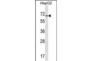 Western blot analysis in HepG2 cell line lysates (35ug/lane). (ACCN4 Antikörper  (N-Term))