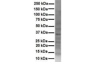 WB Suggested Anti-SOX2 antibody Titration: 1 ug/mL Sample Type: Human Hela (SOX2 Antikörper  (Middle Region))