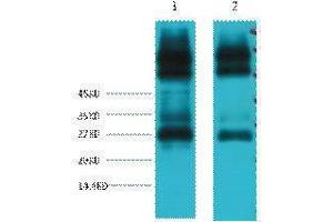 Western Blotting (WB) image for anti-EF-Hand Domain Family, Member D1 (EFHD1) antibody (ABIN3178638) (EFHD1 Antikörper)