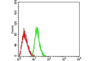 Flow cytometric analysis of HL-60 cells using CD301 mouse mAb (green) and negative control (red). (CLEC10A Antikörper  (AA 158-316))