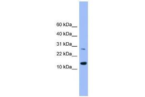 Western Blot showing GLRX2 antibody used at a concentration of 1-2 ug/ml to detect its target protein.