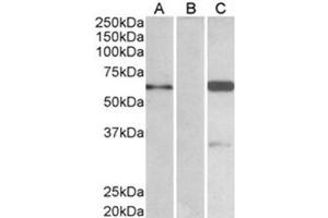 Image no. 1 for anti-BAI1-Associated Protein 2 (BAIAP2) (C-Term), (Isoform 3) antibody (ABIN374111) (BAIAP2 Antikörper  (C-Term, Isoform 3))