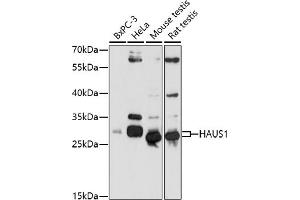 Western blot analysis of extracts of various cell lines, using H antibody (ABIN7267564) at 1:1000 dilution. (HAUS1 Antikörper  (AA 120-250))
