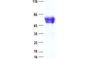 Western Blotting (WB) image for Lipoprotein-Associated phospholipase A2 (Lp-PLA2) protein (DYKDDDDK Tag) (ABIN5505743)