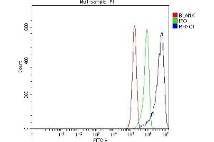 anti-RAD9-HUS1-RAD1 Interacting Nuclear Orphan 1 (RHNO1) (N-Term) antibody