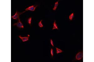 ABIN6274001 staining HepG2 cells by ICC/IF. (CD11b Antikörper  (Internal Region))