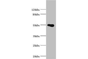 Western blot All lanes: PRMT2 antibody at 4 μg/mL + HL60 whole cell lysate Secondary Goat polyclonal to rabbit IgG at 1/10000 dilution Predicted band size: 50, 32, 38, 33, 34, 26, 32 kDa Observed band size: 50 kDa (PRMT2 Antikörper  (AA 1-300))