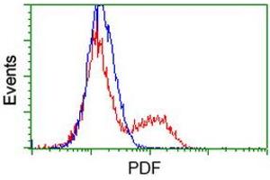 HEK293T cells transfected with either RC205788 overexpress plasmid (Red) or empty vector control plasmid (Blue) were immunostained by anti-PDF antibody (ABIN2454639), and then analyzed by flow cytometry. (GDF15 Antikörper)