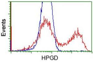 Image no. 1 for anti-Hydroxyprostaglandin Dehydrogenase 15-(NAD) (HPGD) antibody (ABIN1496361) (HPGD Antikörper)