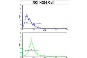Flow cytometric analysis of NCI-H292 cells using ALKBH8 Antibody (bottom histogram) compared to a negative control cell (top histogram). (ALKBH8 Antikörper  (C-Term))