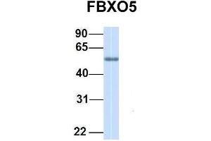 Host:  Rabbit  Target Name:  FBXO5  Sample Type:  Human Adult Placenta  Antibody Dilution:  1. (FBXO5 Antikörper  (C-Term))