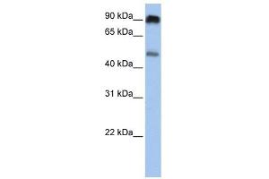 SLC45A2 antibody used at 1 ug/ml to detect target protein. (SLC45A2 Antikörper  (C-Term))