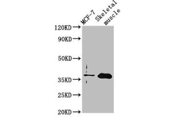 FBP2 antibody  (AA 283-339)