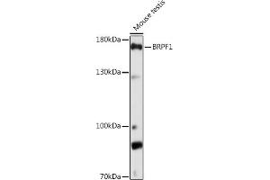 Western blot analysis of extracts of Mouse testis, using BRPF1 Rabbit pAb (ABIN7265938) at 1:1000 dilution. (BRPF1 Antikörper  (AA 1-200))