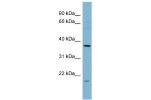 WB Suggested Anti-FNTA Antibody Titration:  0. (FNTA Antikörper  (N-Term))