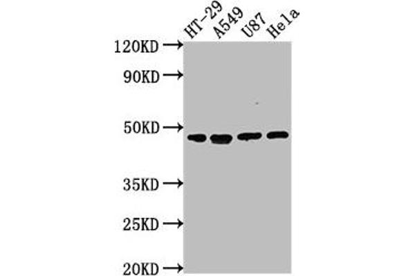 DPEP1 antibody  (AA 23-252)