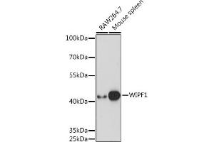 Western blot analysis of extracts of various cell lines, using WIPF1 Rabbit pAb (ABIN7271348) at 1:1000 dilution.