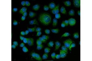 IF analysis of Bag5 using anti-Bag5 antibody (ABIN5518812). (BAG5 Antikörper  (AA 389-447))